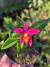 Sophronitis pygmea x Hoff. keiteana-Pré adulta - comprar online