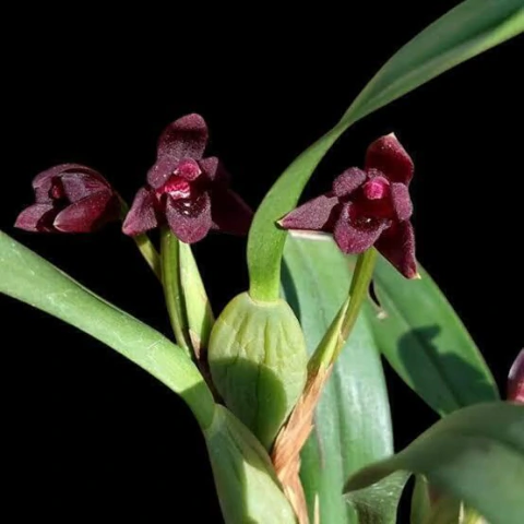 Maxillaria variabilis Black - Adulta