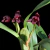 Maxillaria variabilis Black - Adulta