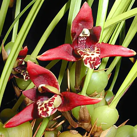 Orquídea Maxillaria Tenuifolia com Perfume de Coco - Adulta/Touceira
