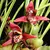 Orquídea Maxillaria Tenuifolia com Perfume de Coco - Adulta/Touceira