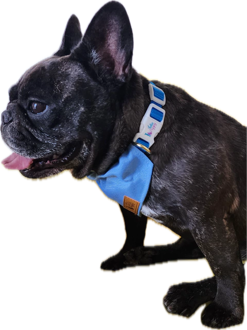 BANDANA AQUAPET C/GUIA - AZUL