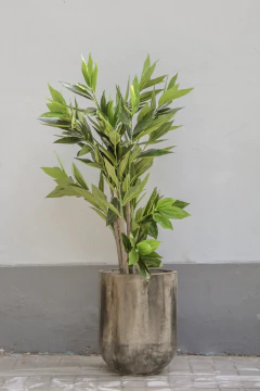 ARBOL DRACAENA 140CM en internet