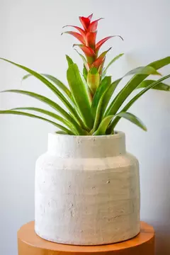 BROMELIA GUZMANIA - tienda online