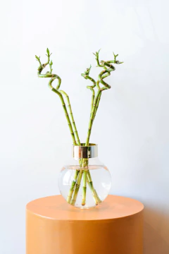 LUCKY BAMBÚ ESPIRAL 40cm - comprar online
