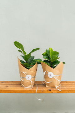 FICUS PANDURATA M15 en internet