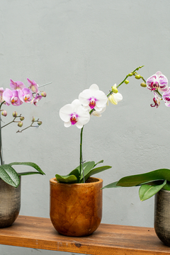 Orquídea (1 vara)