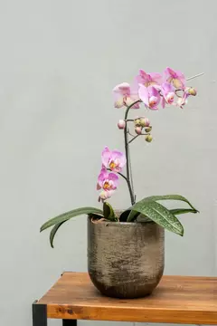 SALTEÑA 17*18 - De la Plazoleta