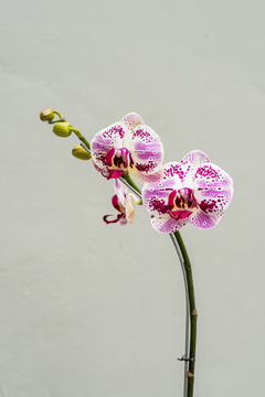 Imagen de Orquídea (1 vara)