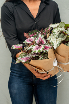 BEGONIA REX M13 - comprar online