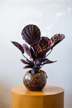 CALATHEA PECERA
