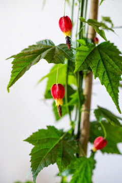 ABUTILON MEGAPOTAMICO