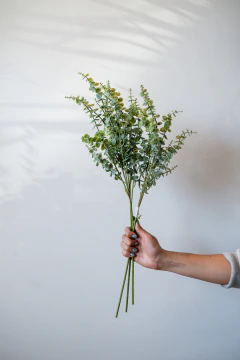 VARA EUCALIPTO 68CM - comprar online