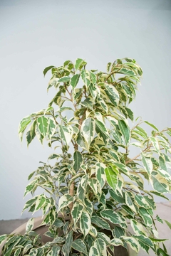 FICUS STARLIGHT 3Lts. - comprar online