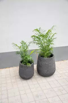CHAMADOREA ELEGANS - De la Plazoleta