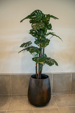 MONSTERA 170CM - comprar online