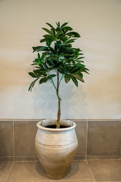 PACHIRA GRANDE 160CM - comprar online