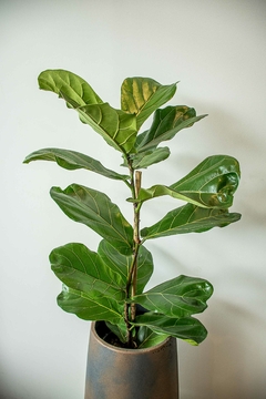 FICUS PANDURATA 5L en internet