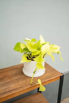 POTHUS LEMON - comprar online
