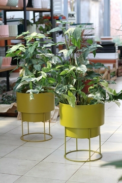 RODHA GRANDE - comprar online