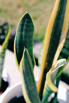 SANSEVIERIA E3L. - comprar online