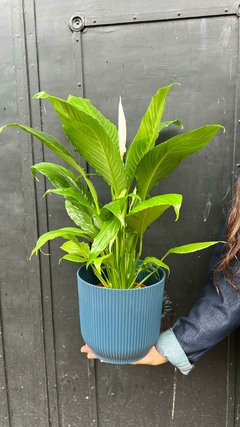 SPATHIPHYLLUM M15 - comprar online
