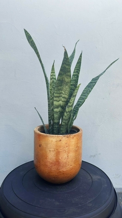 SANSEVIERIA M14