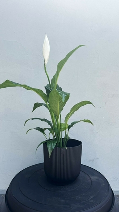 SPATHIPHYLLUM M13 - comprar online