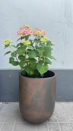 HORTENSIA E.5L