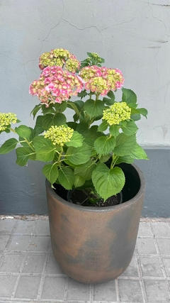 HORTENSIA E.5L en internet