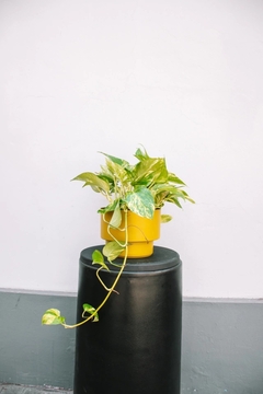 POTHUS B18 - tienda online