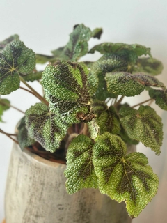 BEGONIA CRUX M19 - comprar online