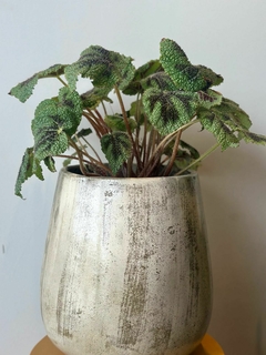 BEGONIA CRUX M19 - De la Plazoleta