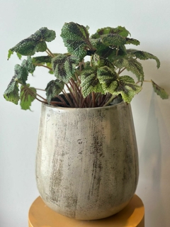 BEGONIA CRUX M19 en internet