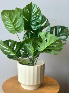 MONSTERA *12 HOJAS - comprar online