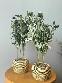 PLANTA DE OLIVO 40CM en internet