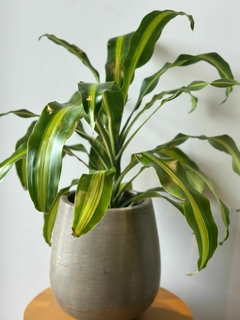 DRACAENA MASSANGEANA 3L - De la Plazoleta