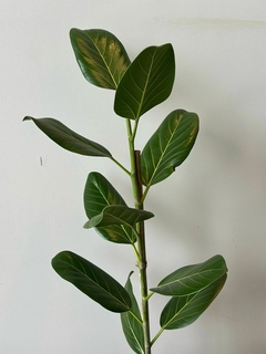FICUS AUDREY M19 - tienda online