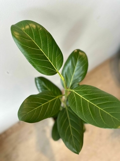 FICUS AUDREY M19 - De la Plazoleta