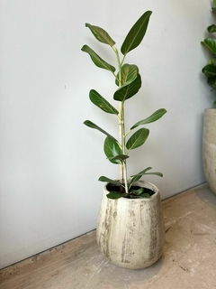FICUS AUDREY M19 - comprar online