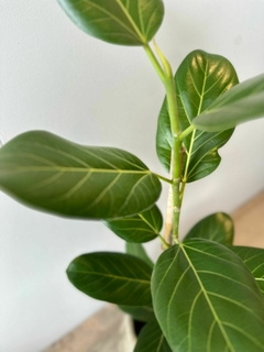 FICUS AUDREY M19 en internet