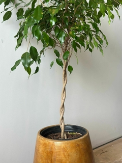 FICUS TRENZADO E8L en internet