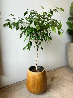 FICUS TRENZADO E8L - De la Plazoleta