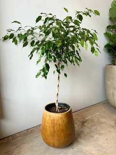 FICUS TRENZADO E8L - comprar online