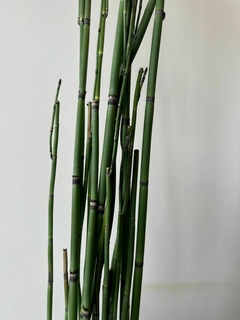 EQUISETUM 3L - comprar online