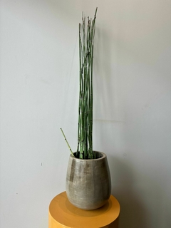 EQUISETUM 3L en internet