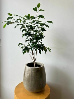 FICUS BENJAMINA 3L en internet