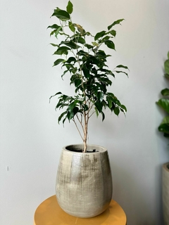 FICUS BENJAMINA 3L - comprar online