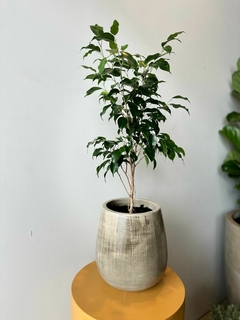 FICUS BENJAMINA 3L - De la Plazoleta