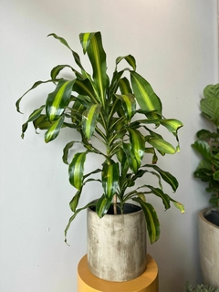 DRACAENA MASSANGEANA 5L en internet